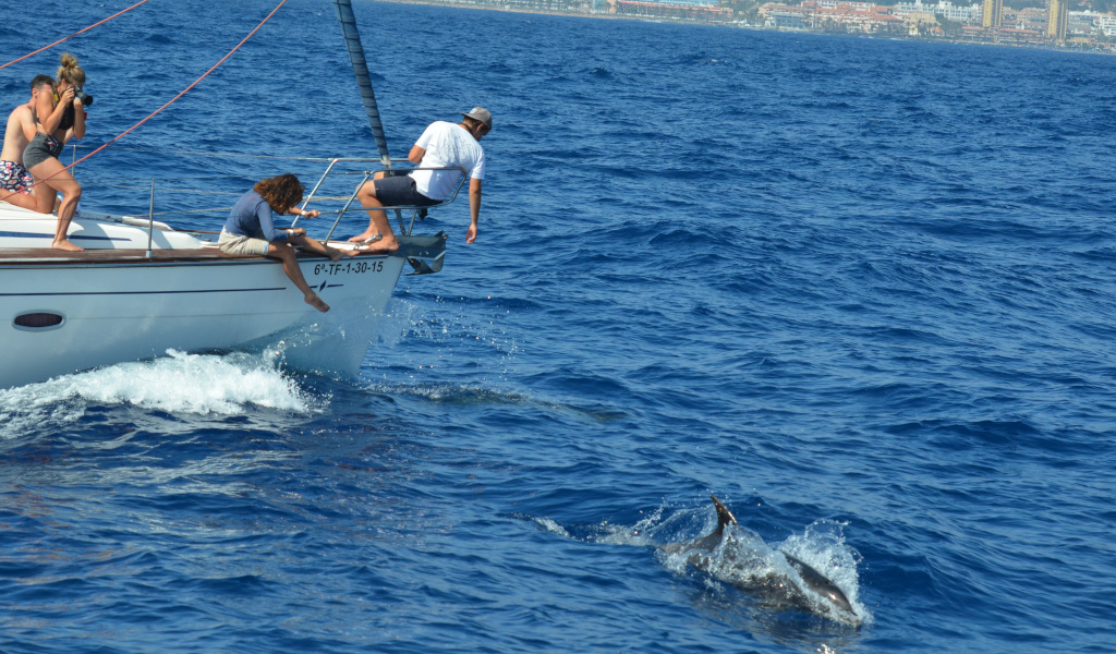 Menschen beobachten Delfine von einem Segelboot vor der Küste Teneriffas.
