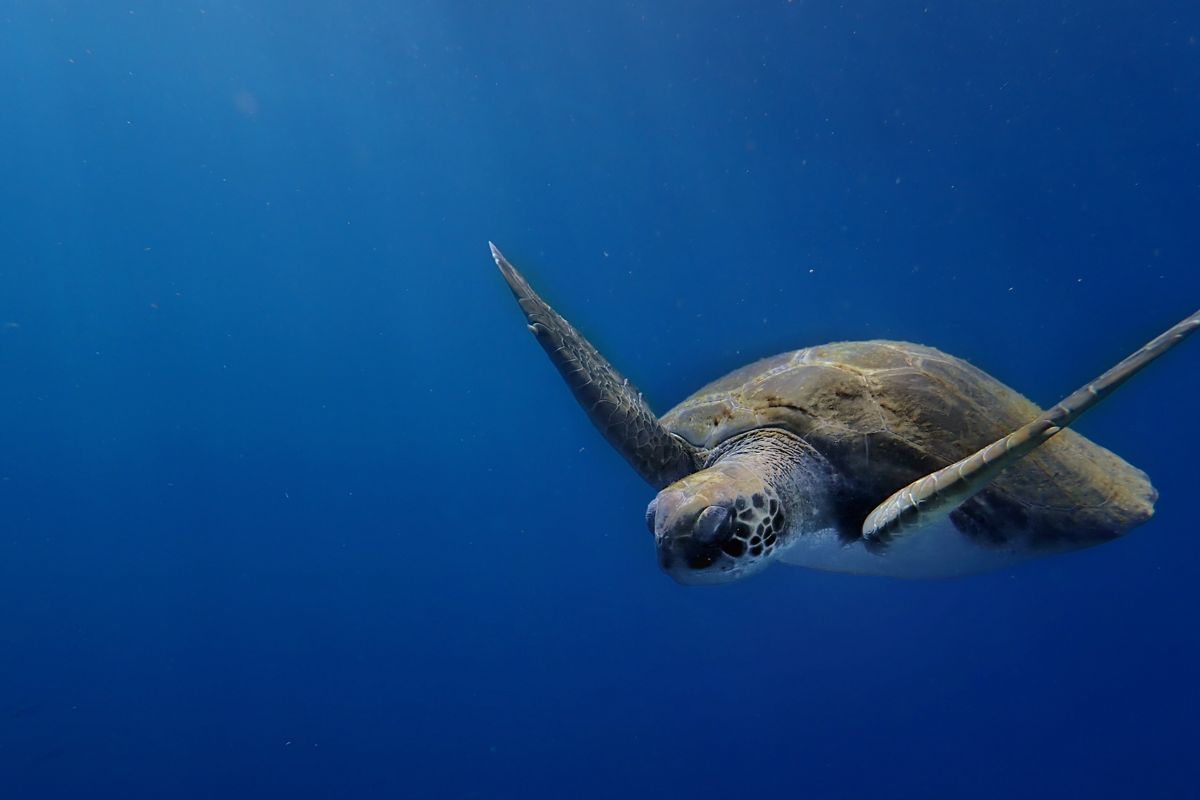 Schildkröte, die im Ozean bei Teneriffa schwimmt.