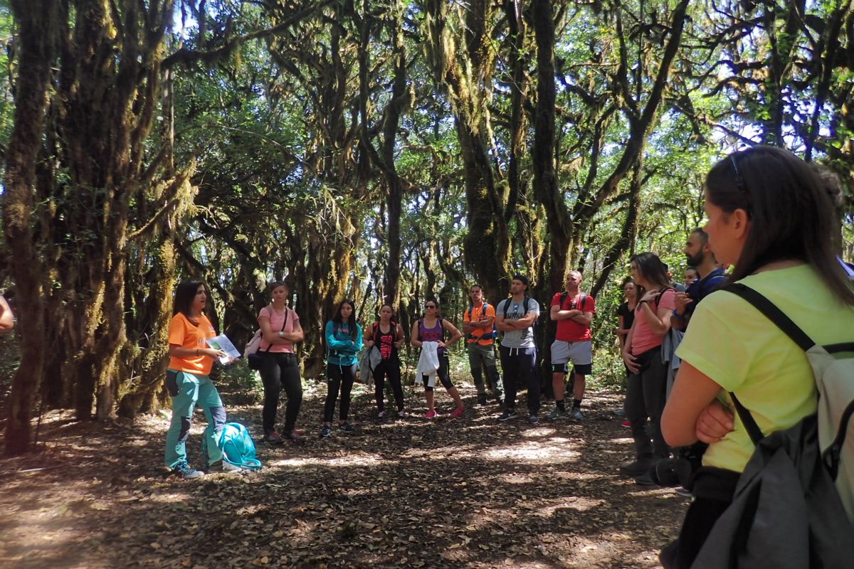 Gruppe von Menschen auf einer geführten Tour durch einen Wald in Santa Cruz de Tenerife.