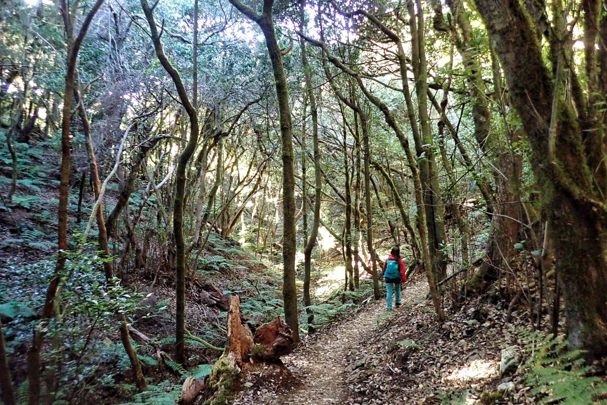 Person, die auf dem Anaga-Waldweg, Teneriffa, spaziert.