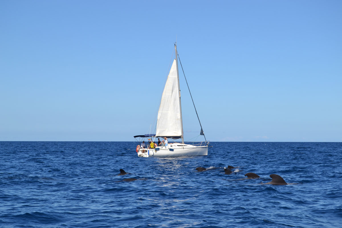 Segelboot und Delfine im Meer nahe Teneriffa.
