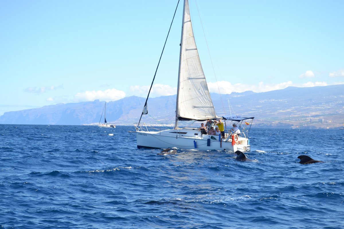 Segelboot mit Delfinen in der Nähe der Küste von Teneriffa.