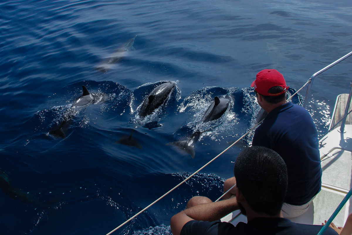 Delfine, die in der Nähe eines Bootes auf Teneriffa schwimmen.