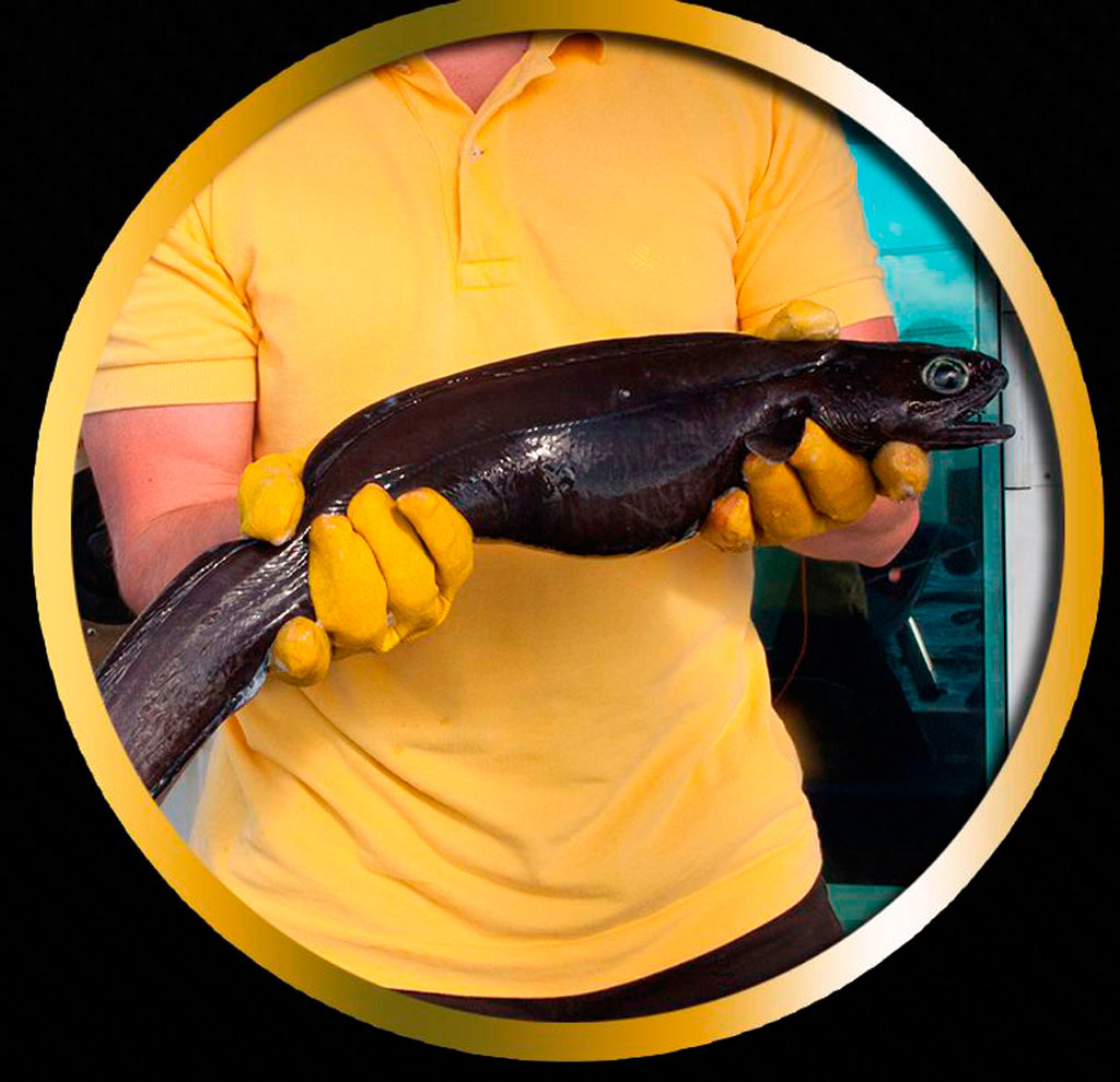 Person, die große schwarze Fische mit gelben Handschuhen auf Teneriffa hält.