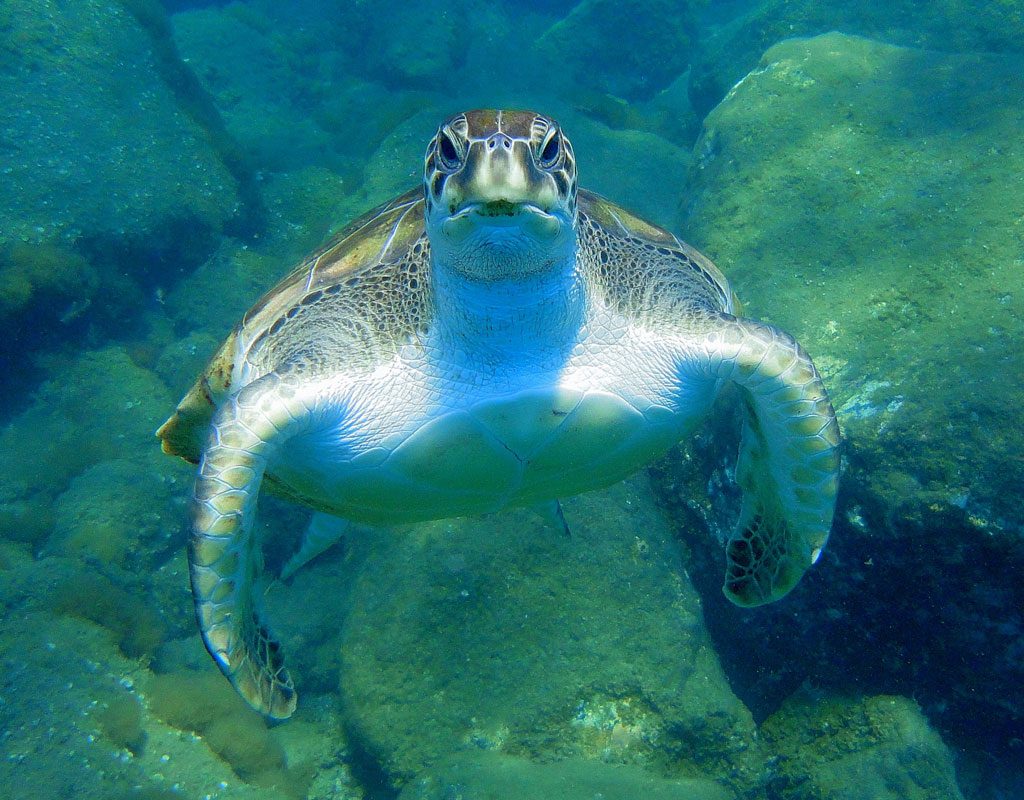 Schildkröte schwimmt in kristallklarem Wasser auf Teneriffa.