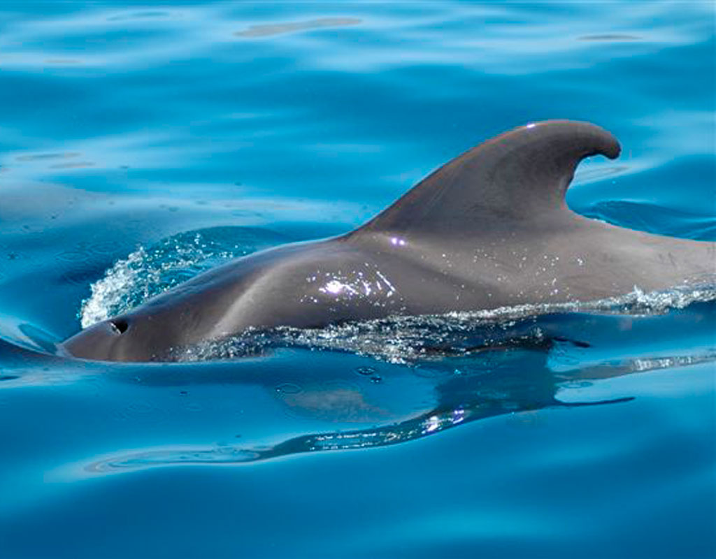 Delfin, der in blauem Wasser bei Teneriffa schwimmt.