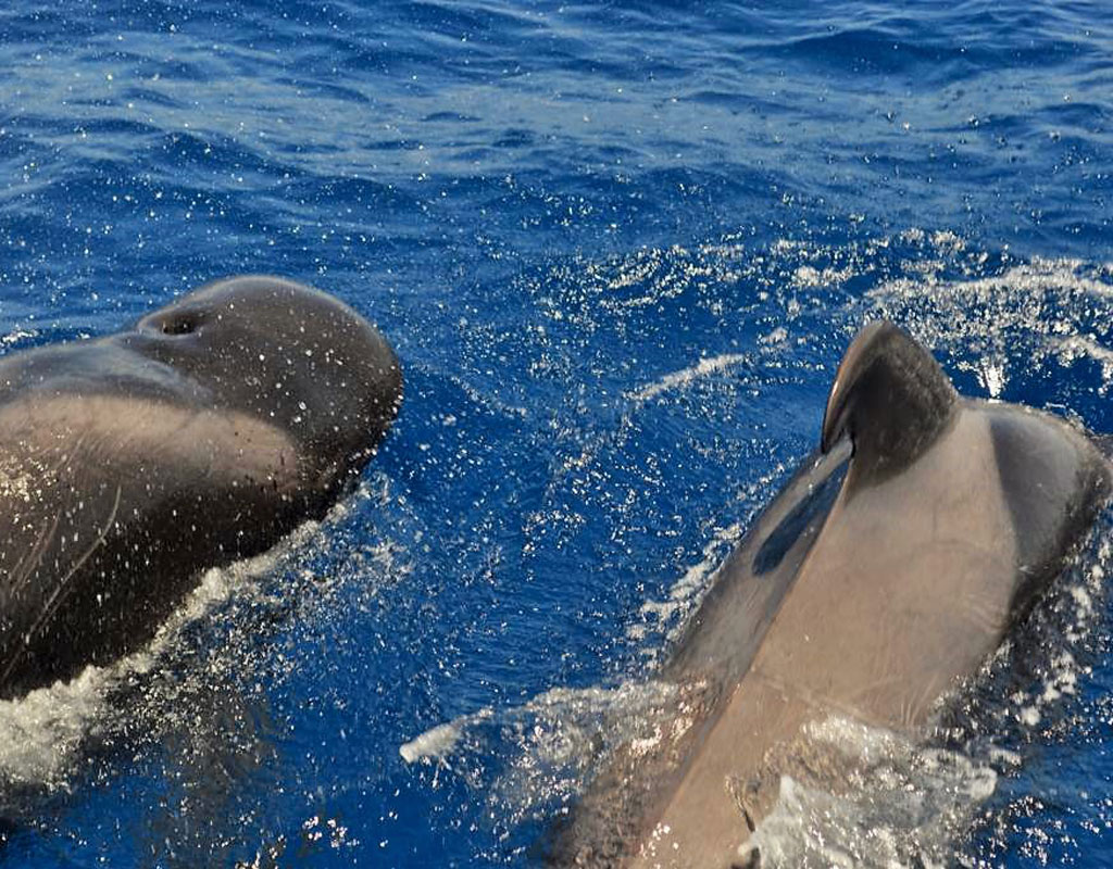 Grindwale, die in den Gewässern von Teneriffa schwimmen.