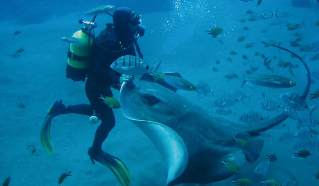 Taucher mit Mantarochen, umgeben von Fischen im Teneriffa Aquarium.