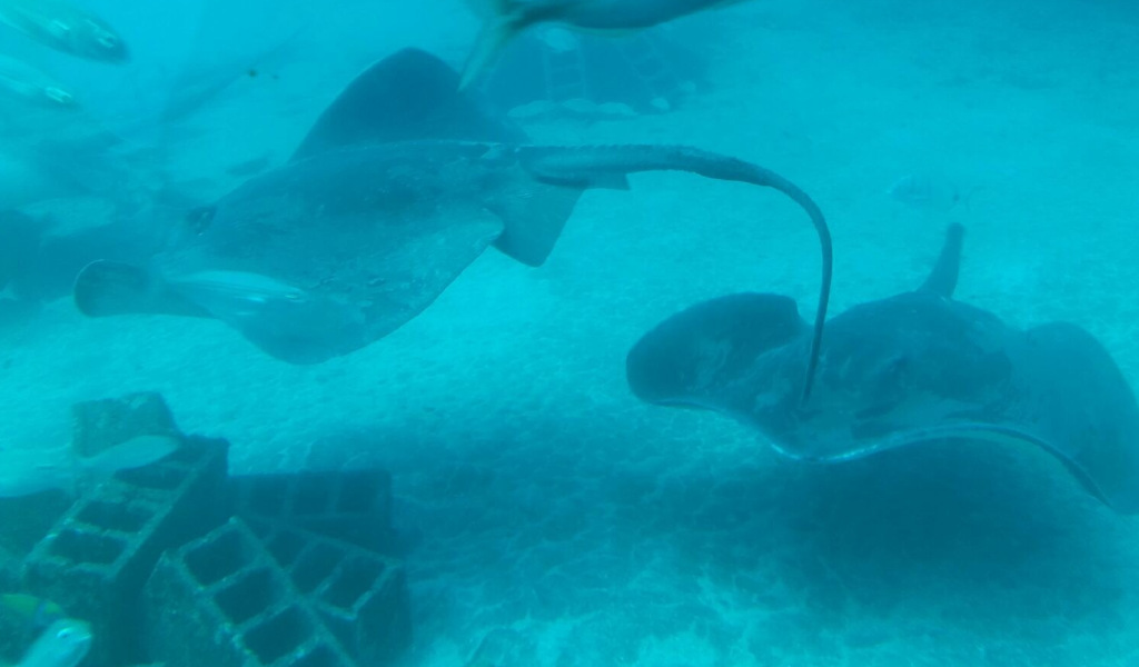 Mantarochen schwimmen im Aquarium von Teneriffa.