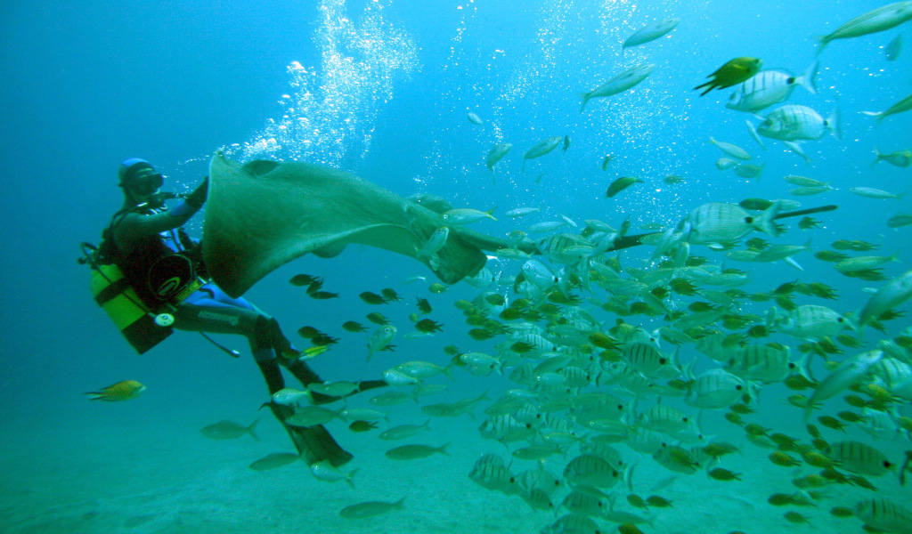 Taucher mit Mantarochen und Fischen, die in den Gewässern von Teneriffa schwimmen.