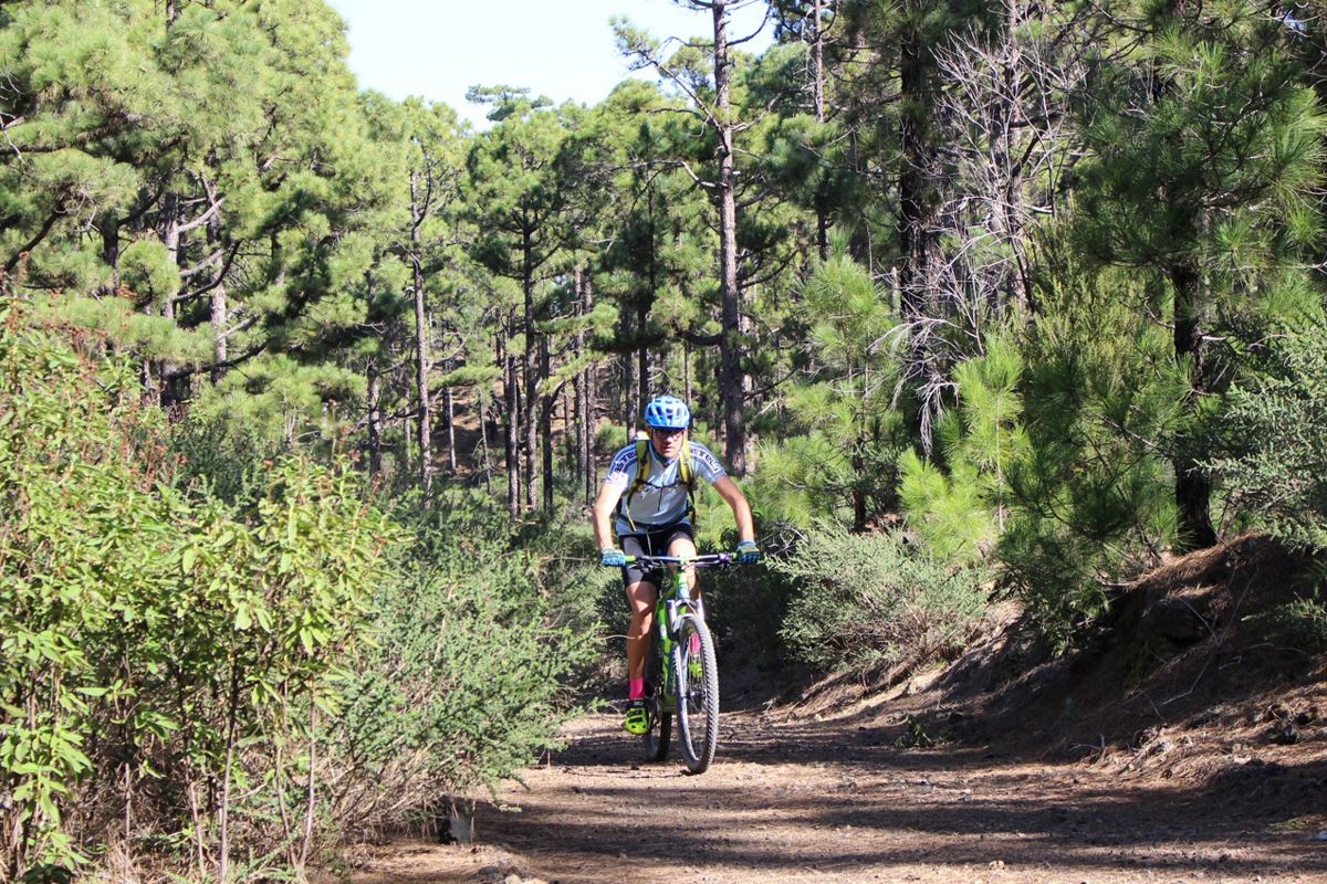 Person auf einem Mountainbike auf einem von Kiefern umgebenen Weg auf Teneriffa.