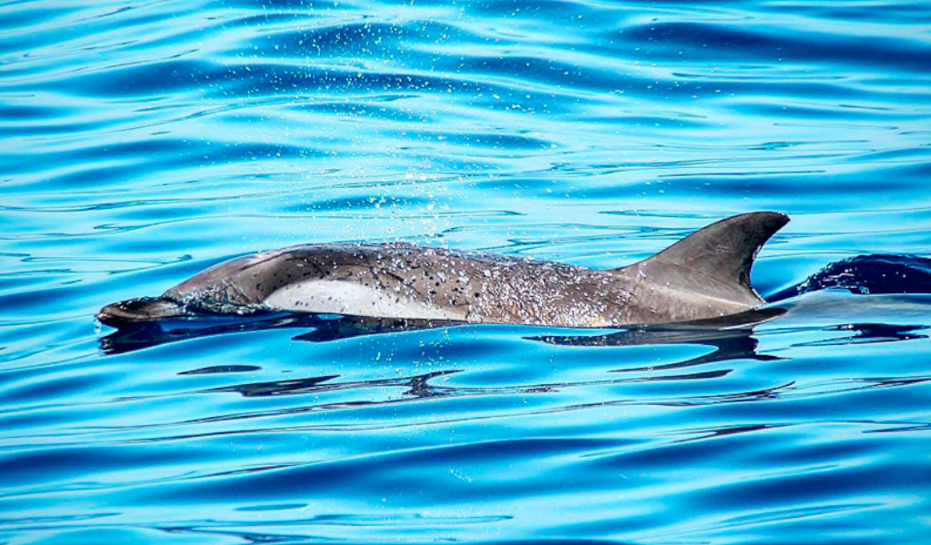 Delfin, der in den Gewässern von Teneriffa schwimmt.
