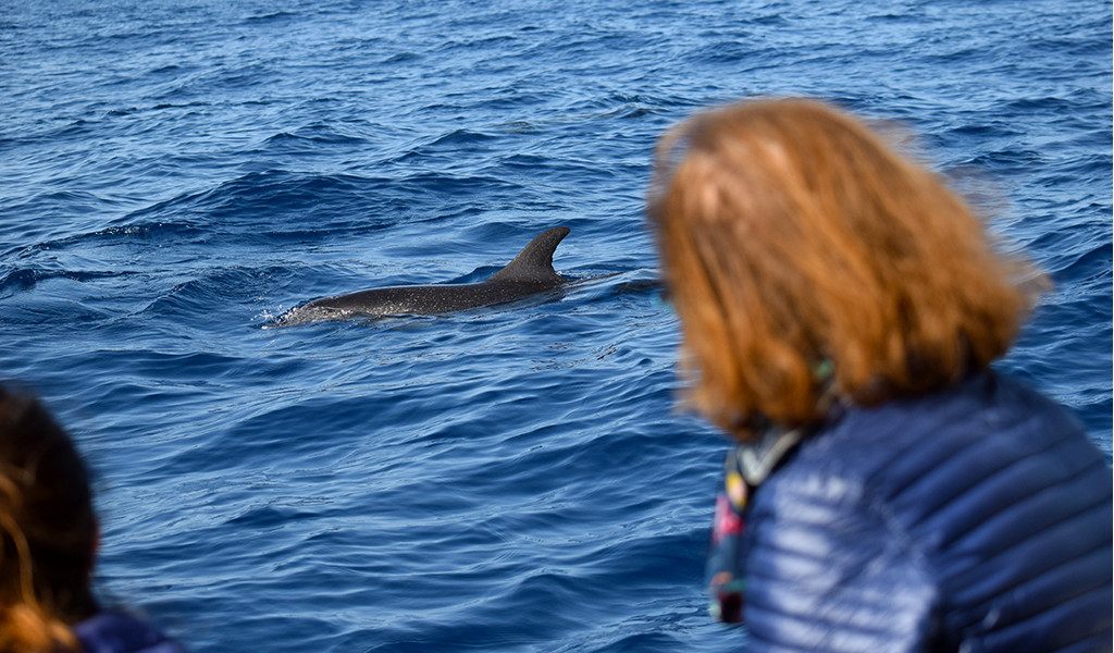 Person, die Delfin beobachtet, neben einem Boot nahe der Küste von Teneriffa.