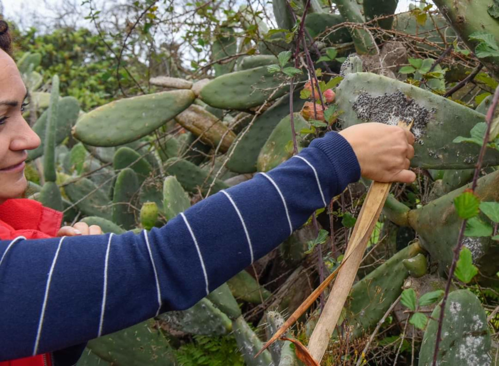Eine Person, die Cochenille aus einem Kaktus in Garachico, Teneriffa, pflücket.
