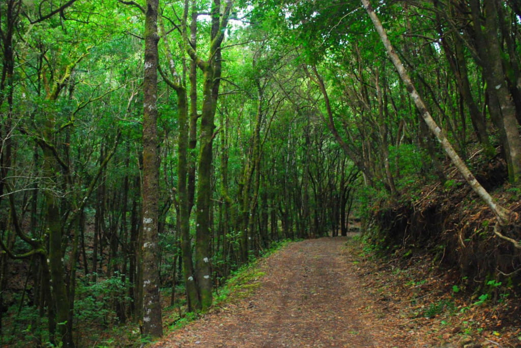 Pfad, umgeben von grünen Bäumen im Wald von Anaga, Teneriffa.