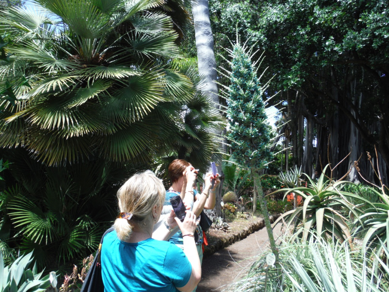 Menschen, die Fotos von einer exotischen Pflanze in einem Garten auf Teneriffa machen.