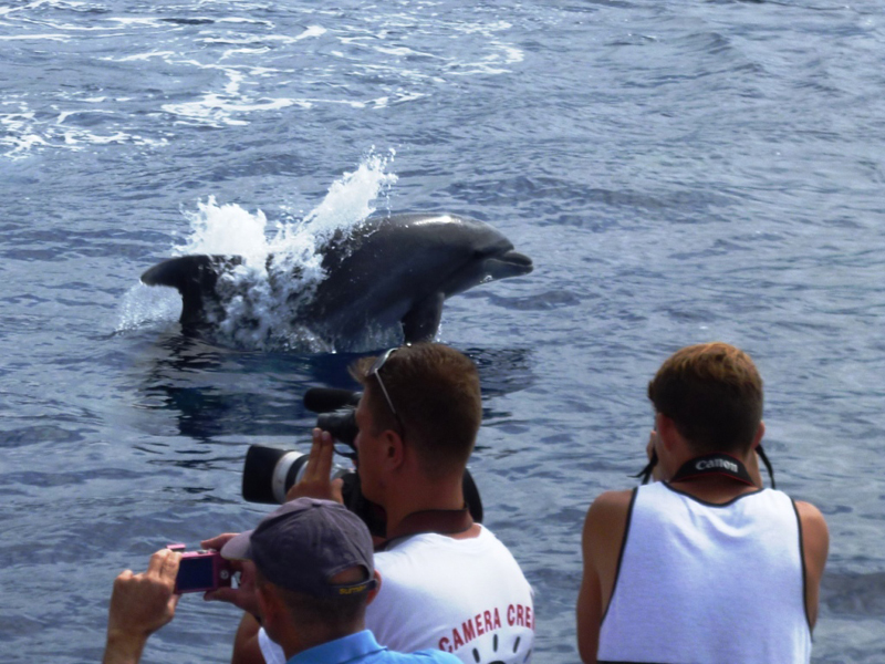 Delfinspringen, während Menschen Fotos in den Gewässern von Teneriffa machen.