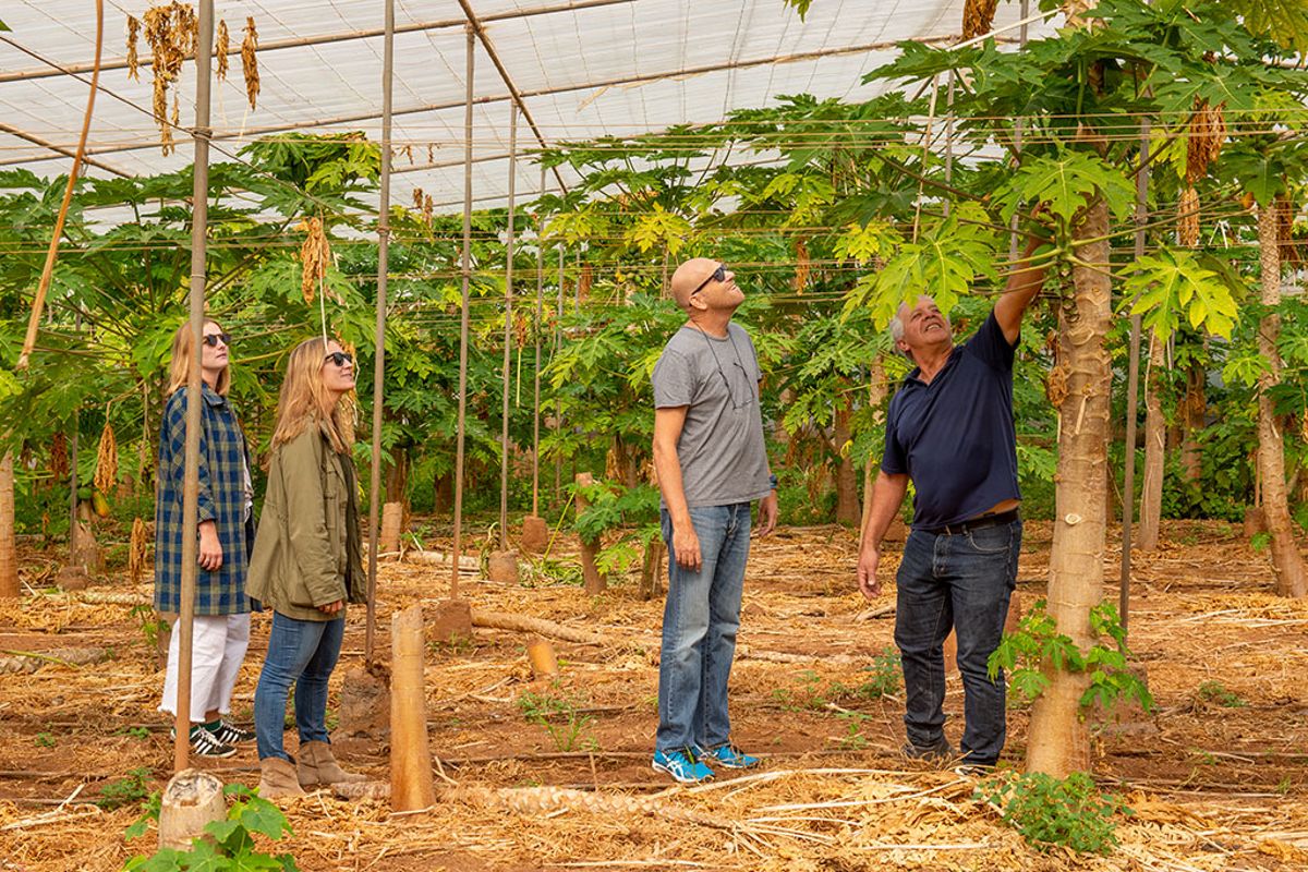 Die Menschen beobachten Papayas in einem Gewächshaus auf Teneriffa.