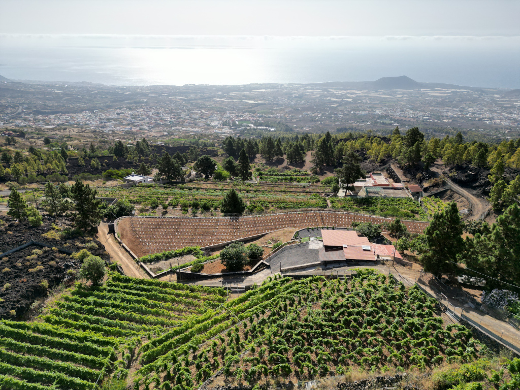 Luftaufnahme von Weinbergen auf La Palma, Teneriffa, mit dem Meer im Hintergrund.