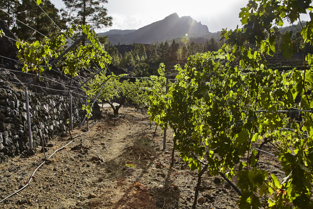 Weinberg mit Bergen im Hintergrund auf Teneriffa bei Sonnenuntergang.