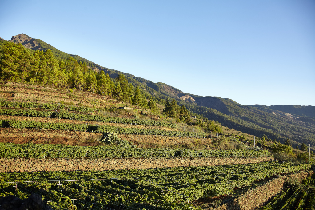 Terrassierte Weinberge mit Bergen im Hintergrund auf Teneriffa.
