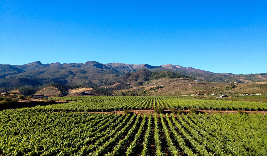 Weinberge mit Bergen im Hintergrund unter klarem Himmel auf Teneriffa.