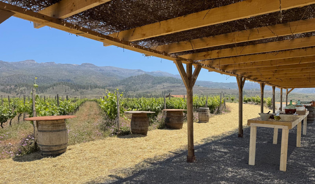 Weinberg auf Teneriffa mit Tischen und Fässern unter einer Holzpergola.