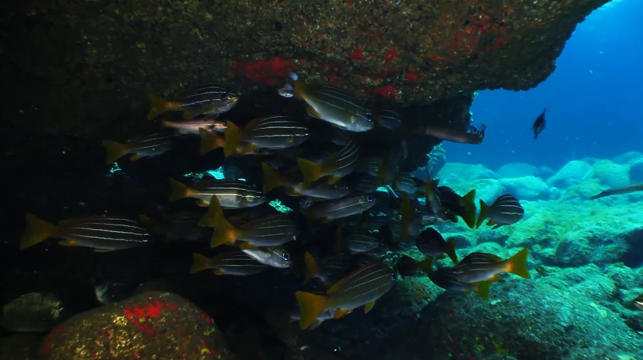 Barranco Seco - Los Gigantes