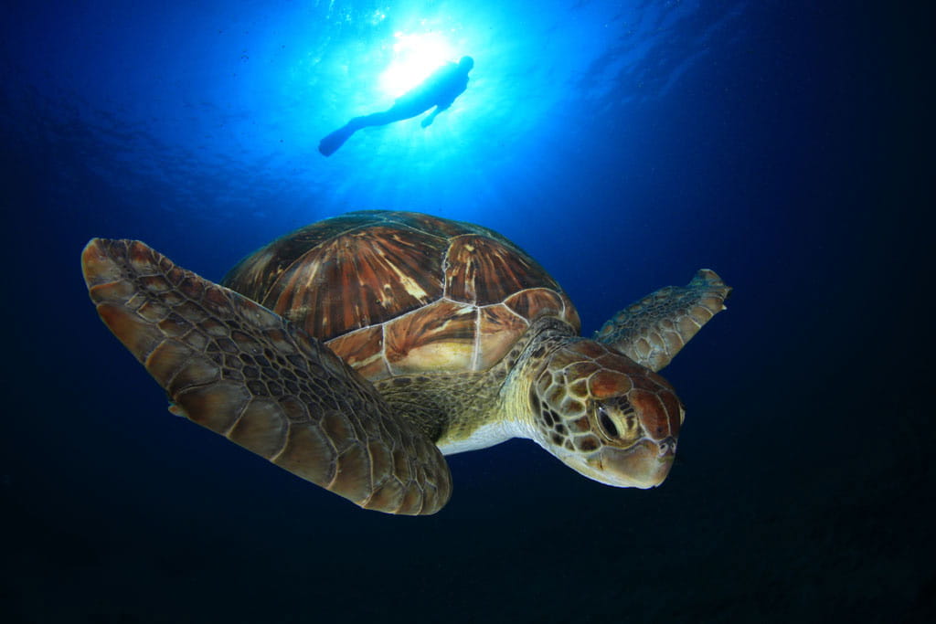 buceo-tortuga-01.jpg