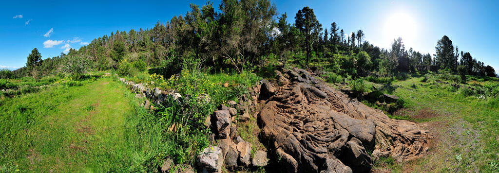 Grüner und felsiger Pfad in einem Wald auf Teneriffa unter klarem Himmel.
