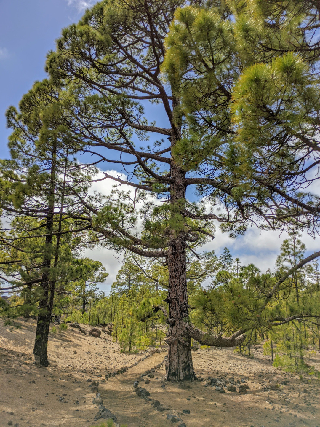 Kanarische Kiefer auf einem Weg im Nationalpark Teide, Teneriffa.