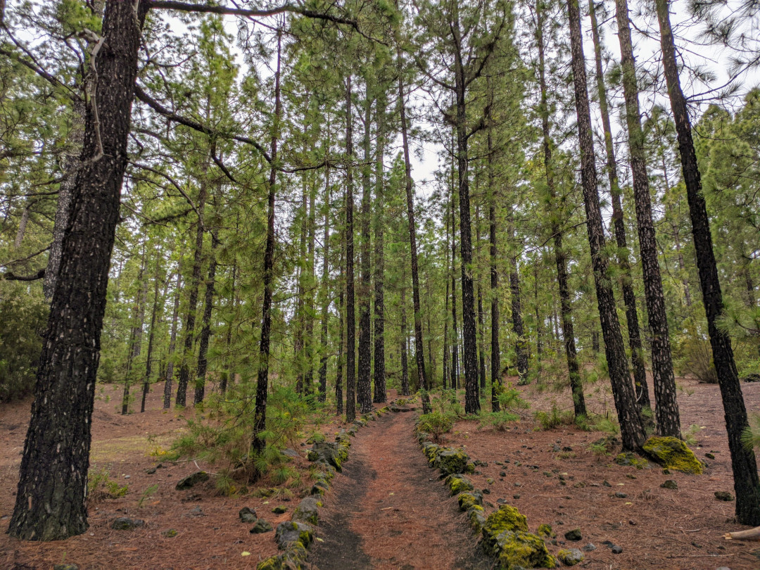 Wandern Sie zwischen Kiefern in La Orotava, Teneriffa.