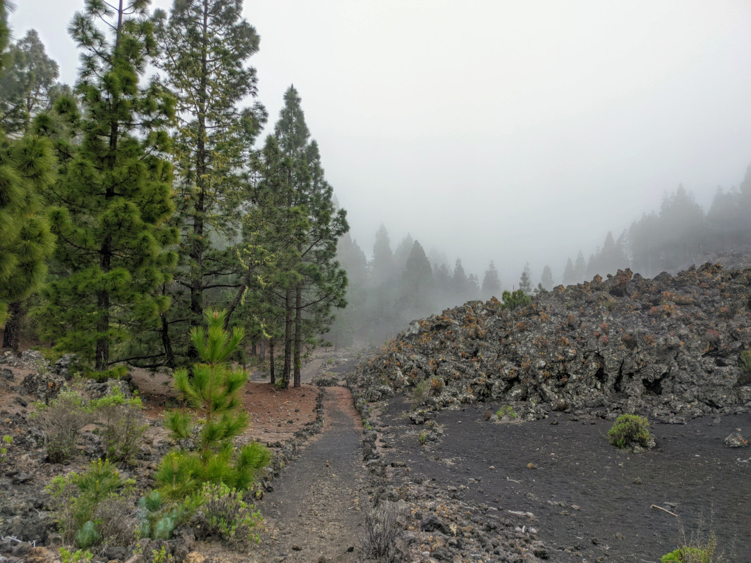 Wandern Sie zwischen Kiefern im Nebelwald mit vulkanischem Gelände auf Teneriffa.