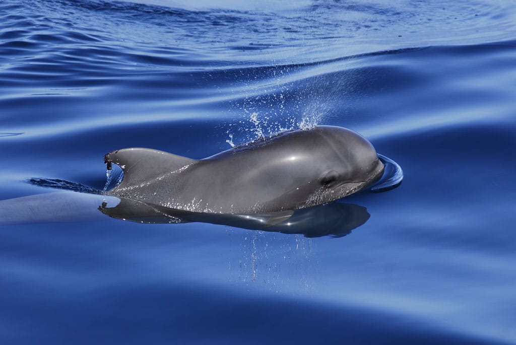 avistamiento-cetaceos-gal01.jpg