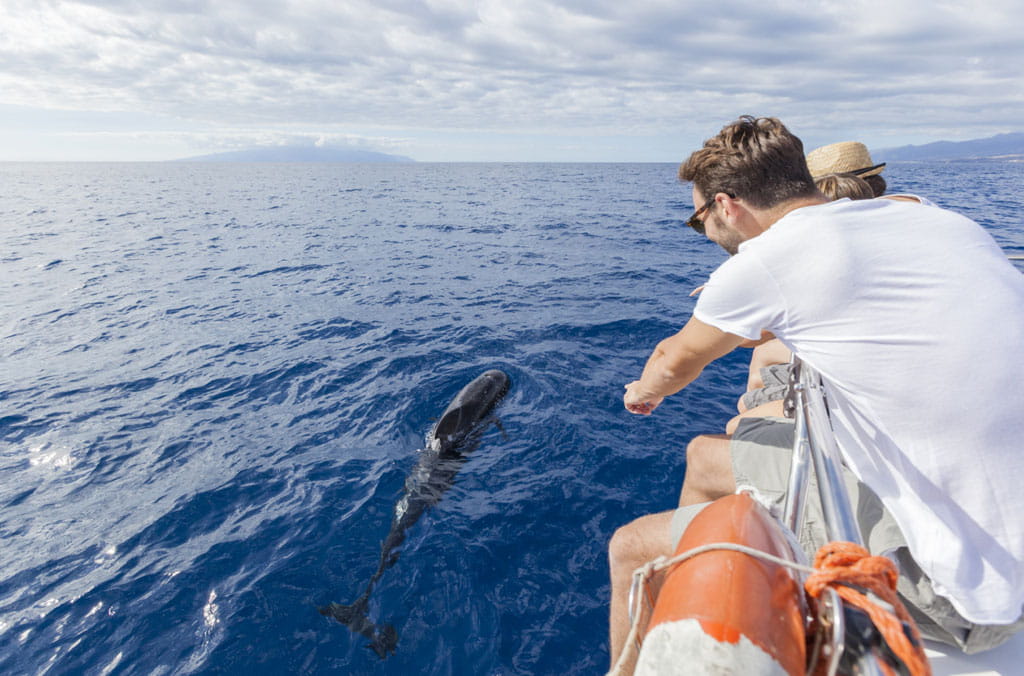 avistamiento-cetaceos-gal04.jpg