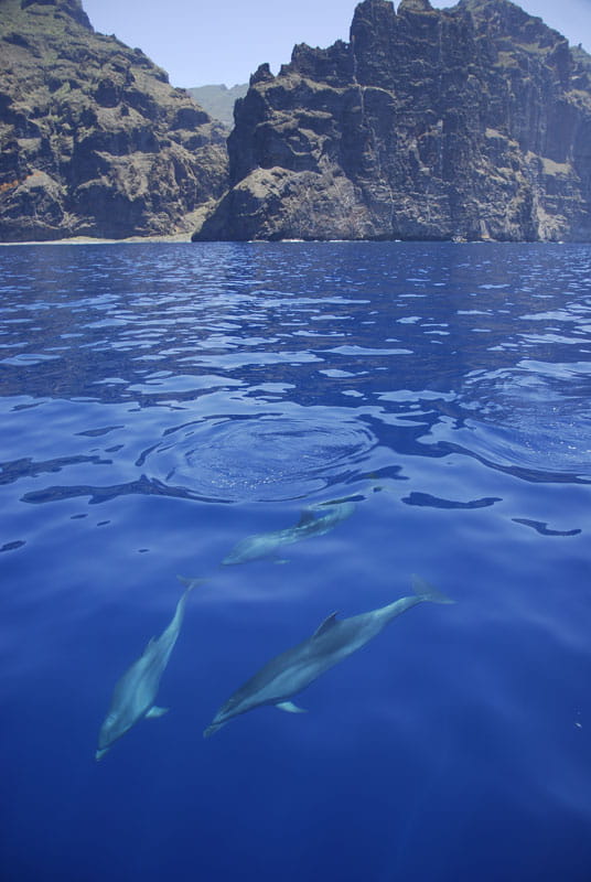avistamiento-cetaceos-gal05.jpg