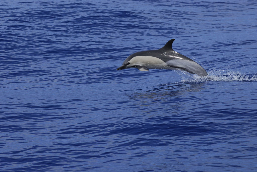 avistamiento-cetaceos-gal06.jpg