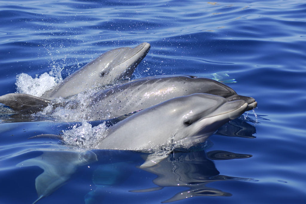 avistamiento-cetaceos-gal07.jpg