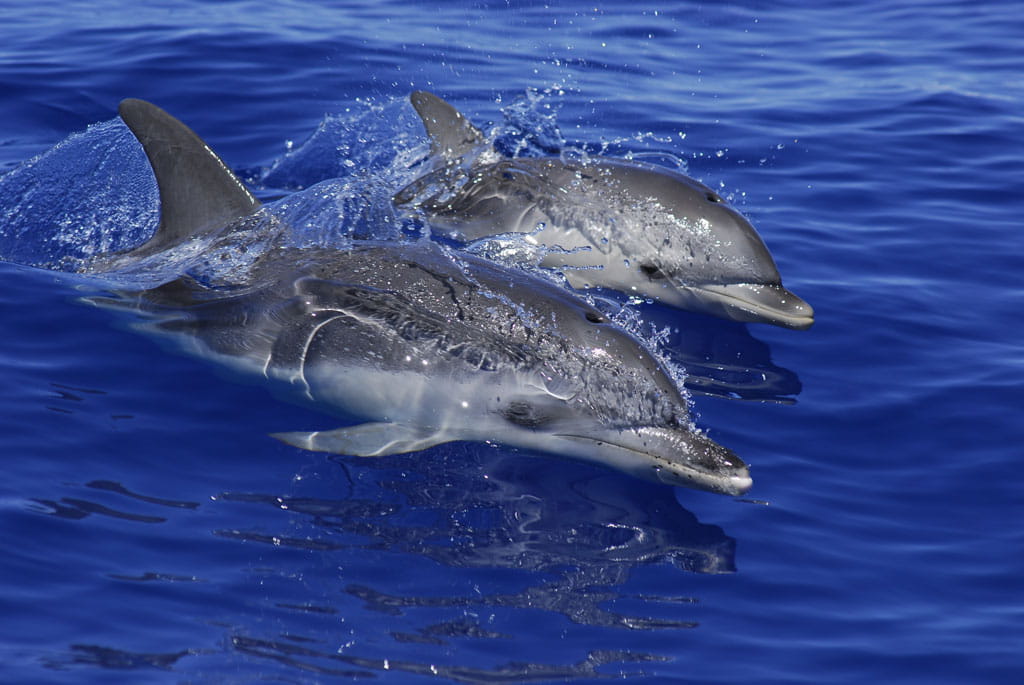 avistamiento-cetaceos-gal08.jpg