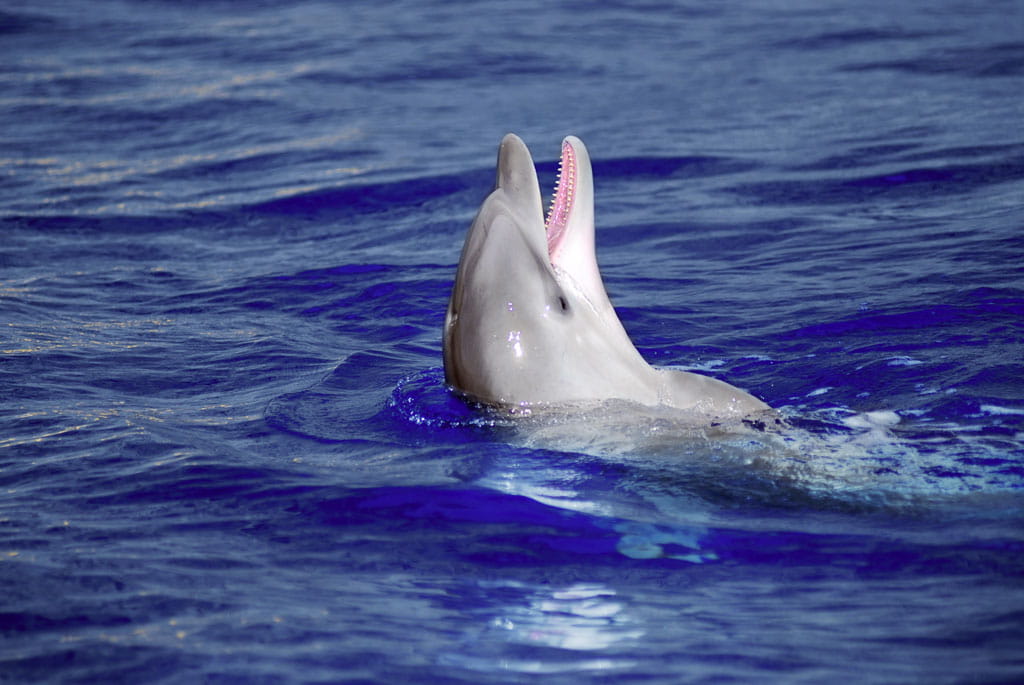 avistamiento-cetaceos-gal09.jpg