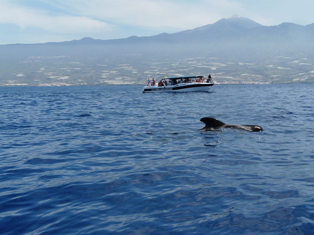 avistamiento-cetaceos-gal10.jpg