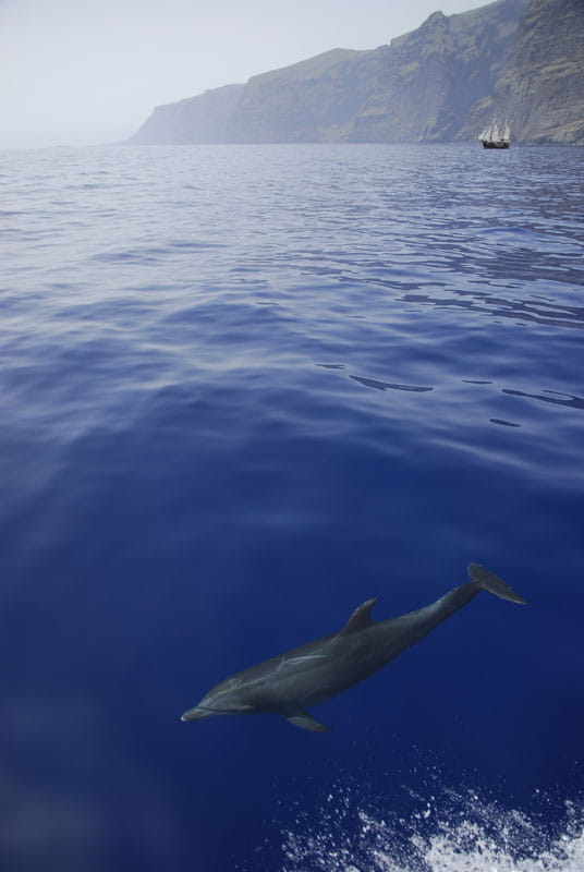 avistamiento-cetaceos-gal11.jpg