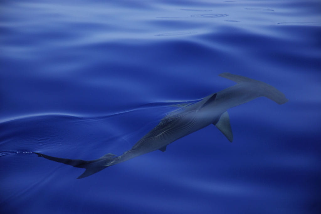 avistamiento-cetaceos-gal13.jpg