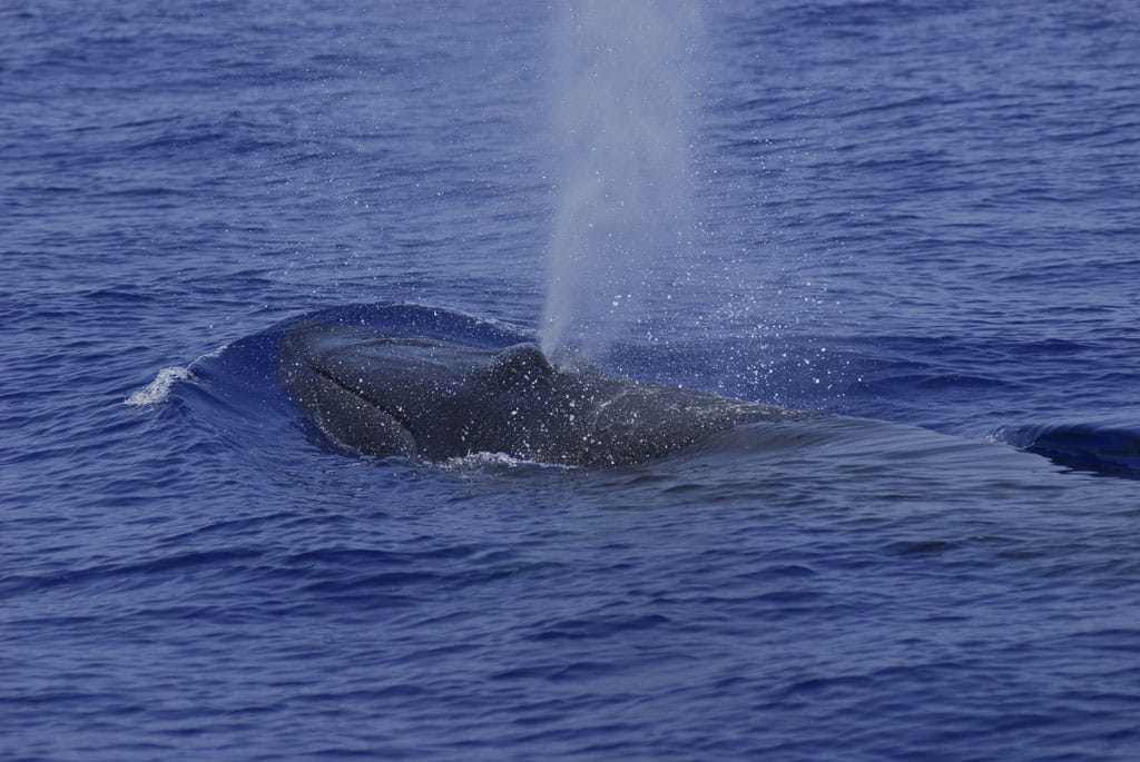 avistamiento-cetaceos-gal14.jpg