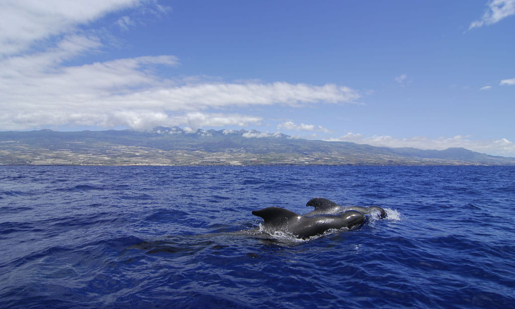 avistamiento-cetaceos-gal15.jpg