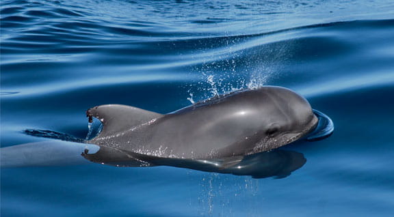 Avistamiento de cetáceos