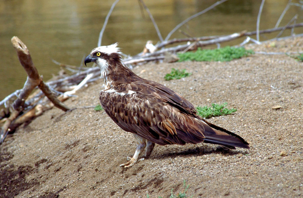 avistamiento-aves-aguila-pescadora-10.jpg