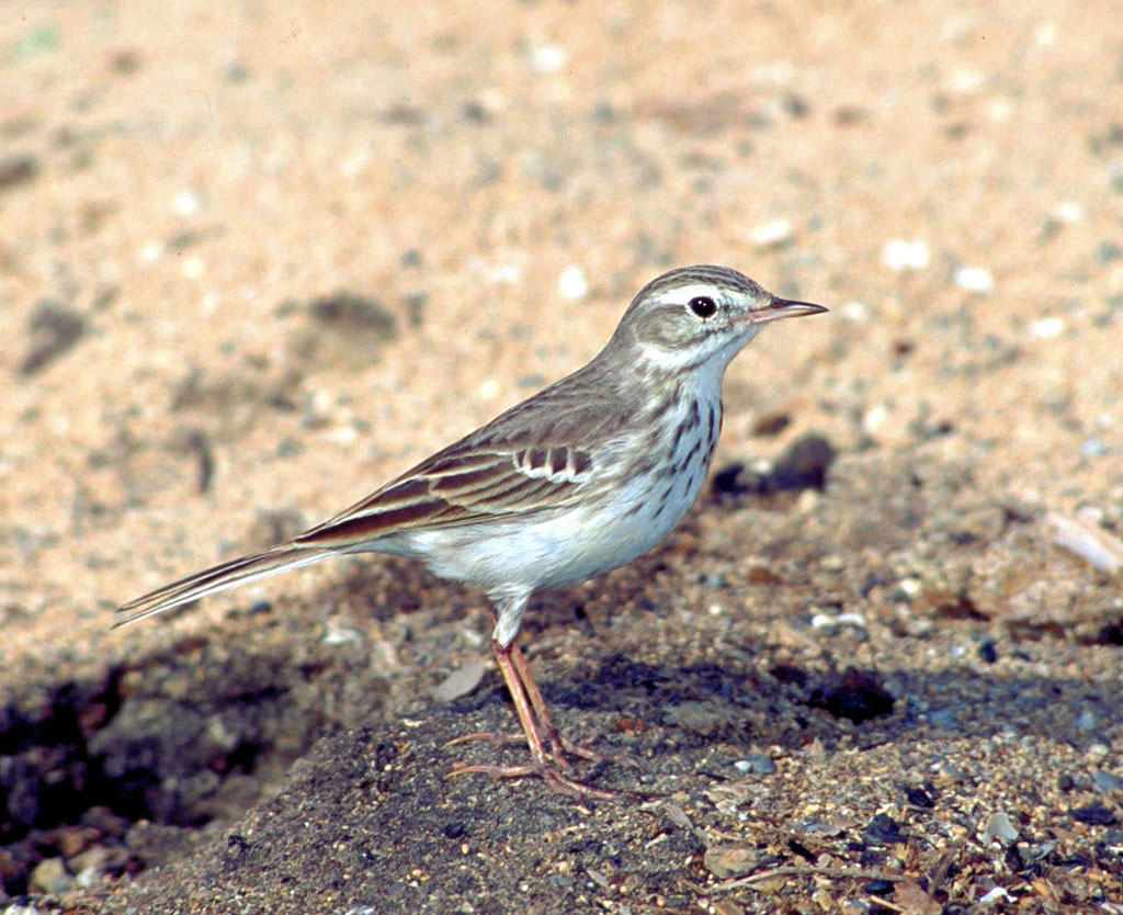 avistamiento-aves-bisbita-caminero-05.jpg
