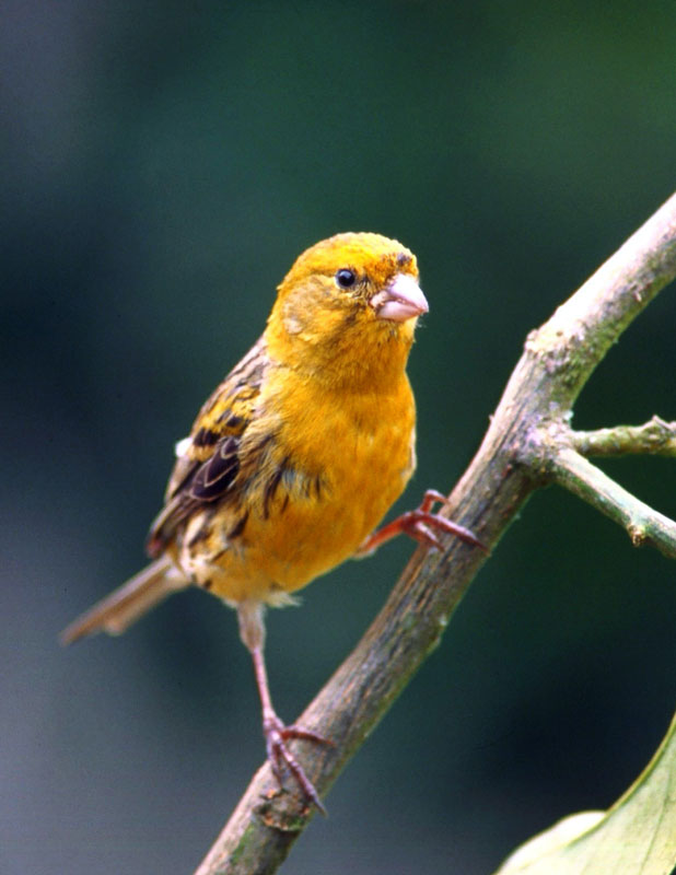 avistamiento-aves-canario-06.jpg