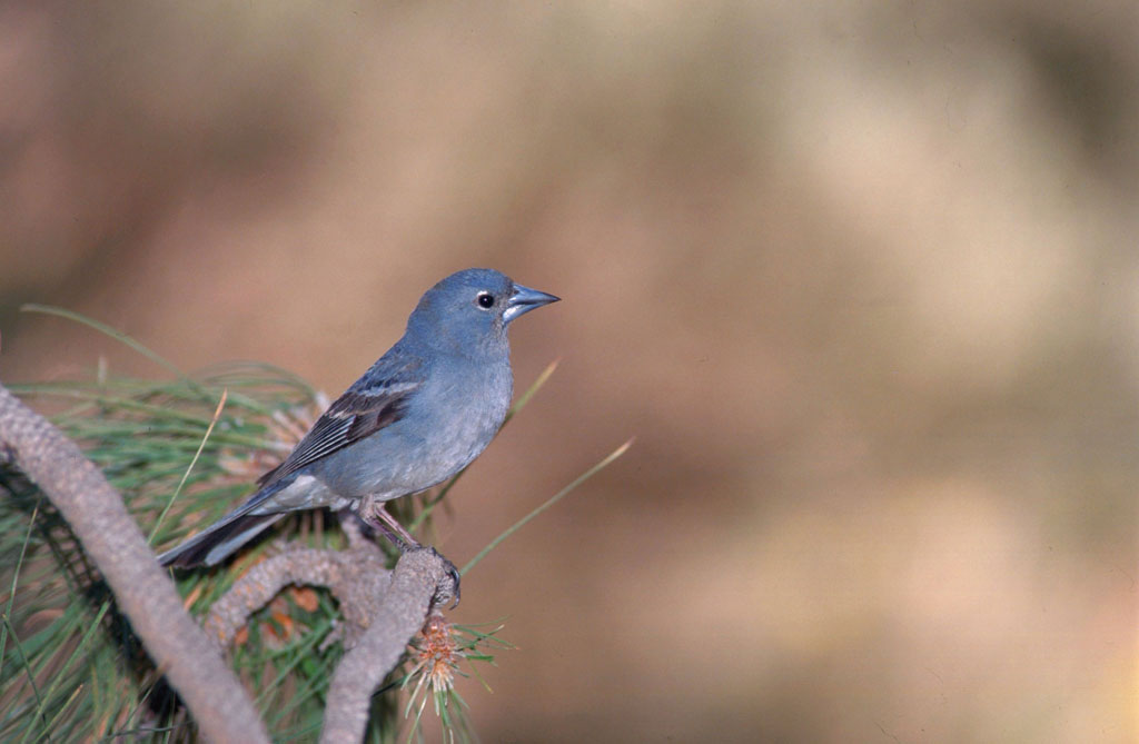 avistamiento-aves-pinzon-azul-04.jpg